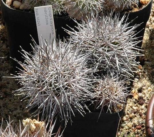 Copiapoa_rubriflora